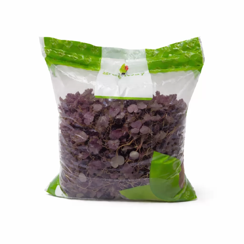AGRIAO ROXO HIGIENIZADO