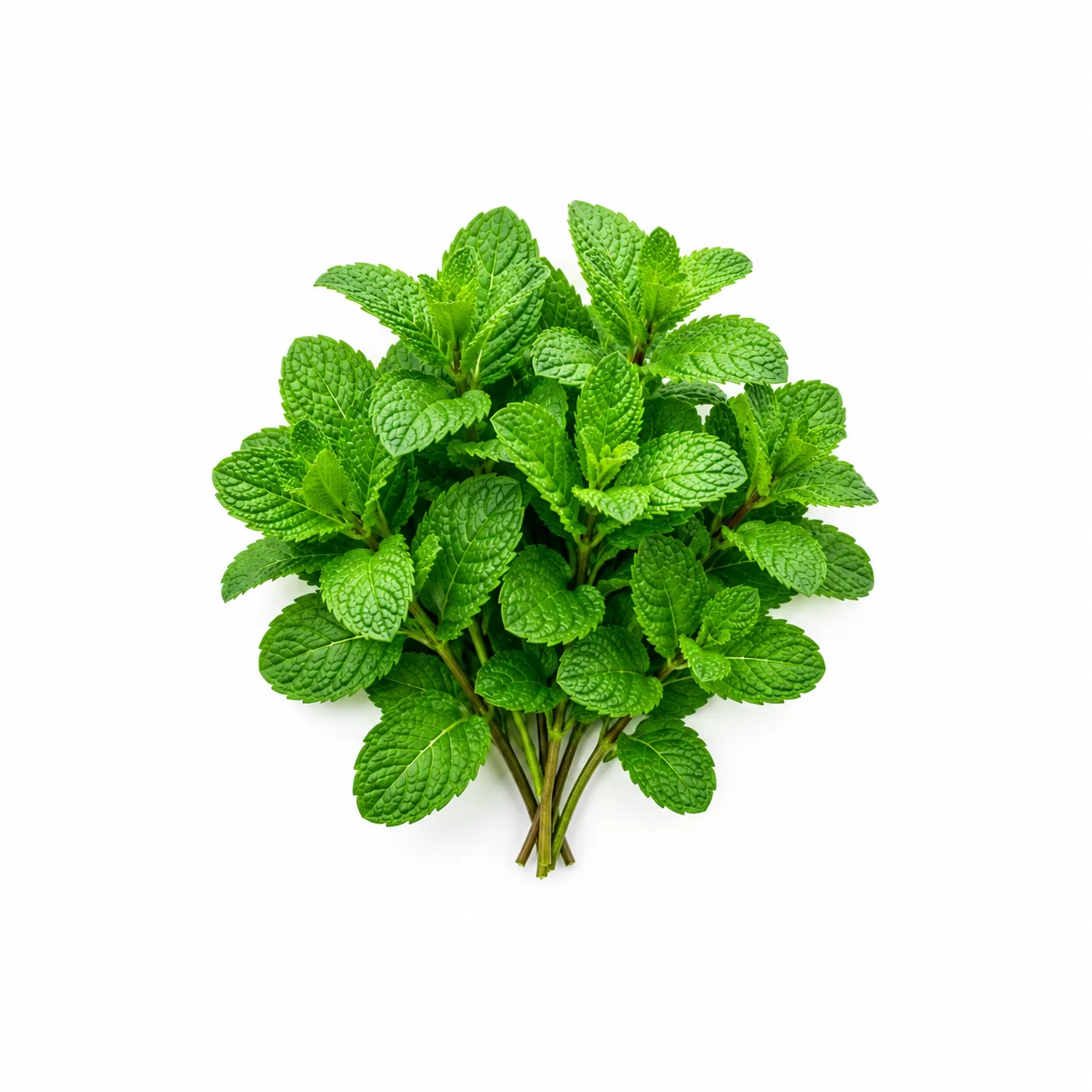 HORTELA HIGIENIZADA