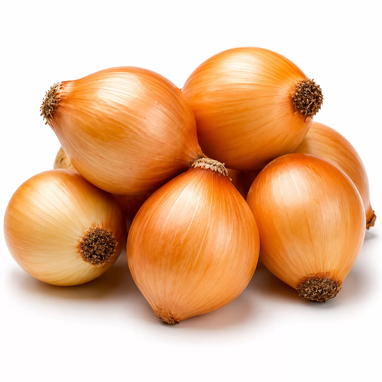 CONSERVA KG
