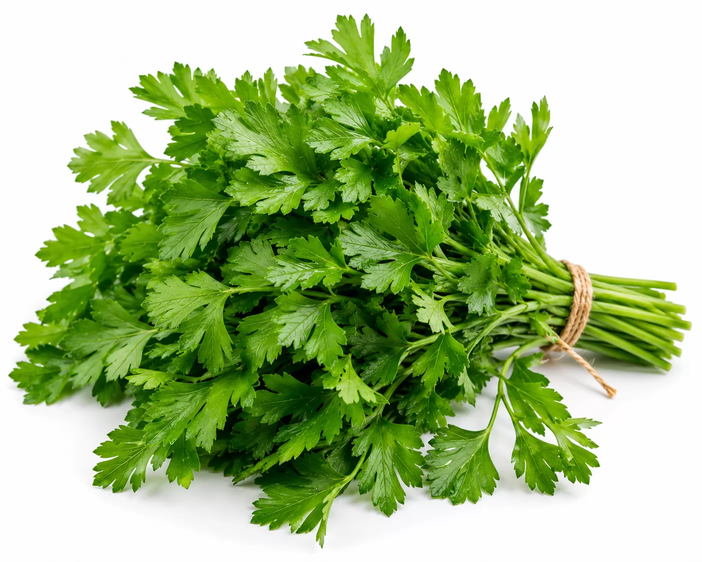 SALSA UN